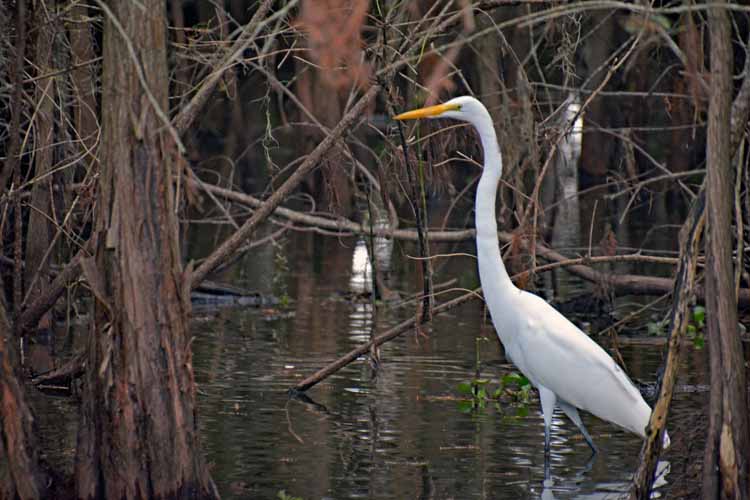 swamp with egret